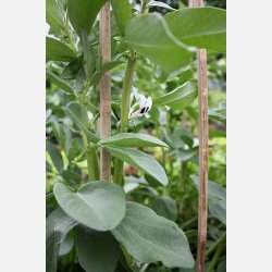 Bondb�na AGUADULCE SUPERSIMONIA (Franchi) 