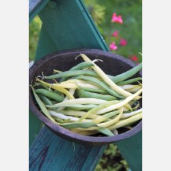 Vaxb�na BEURRE DE ROCQUENCOURT (Franchi)