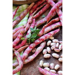 BORLOTTO DI VIGEVANO (Franchi) 