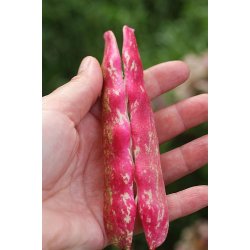 Borlottob�na LINGUA DI FUOCO (Franchi) - Ekologiska fr�er 