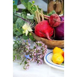 Rdbeta TONDA DI CHIOGGIA  