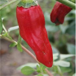 Piment (chili) DE LA BRESSE