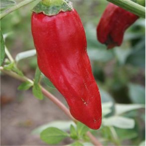 Piment (chili) DE LA BRESSE
