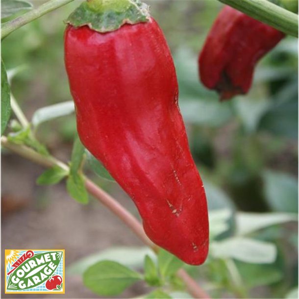 Piment (chili) DE LA BRESSE