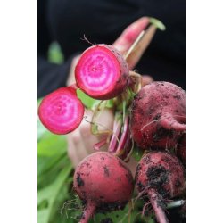 Rdbeta TONDA DI CHIOGGIA  