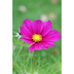 Rosensk�ra COSMEA BIPINNATUS MULTICOLOR (Franchi)