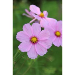 Rosensk�ra COSMEA BIPINNATUS MULTICOLOR (Franchi)