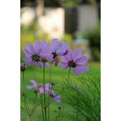Rosensk�ra COSMEA BIPINNATUS MULTICOLOR (Franchi)