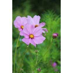 Rosensk�ra COSMEA BIPINNATUS MULTICOLOR (Franchi)