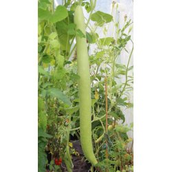 Cucuzza squash /Serpente di Sicilia/Lunga da pergola 
