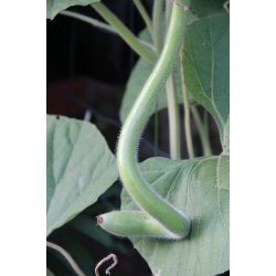 Cucuzza squash /Serpente di Sicilia/Lunga da pergola 