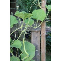 Cucuzza squash /Serpente di Sicilia/Lunga da pergola 