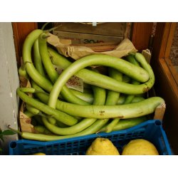 Cucuzza squash /Serpente di Sicilia/Lunga da pergola 