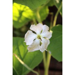 Cucuzza squash /Serpente di Sicilia/Lunga da pergola 