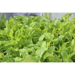 Rucola COLTIVATA - ekologiska frer - STORPACK