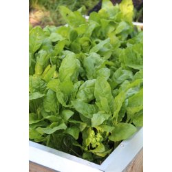 Mangold VERDE DA TAGLIO - ERBETTE  