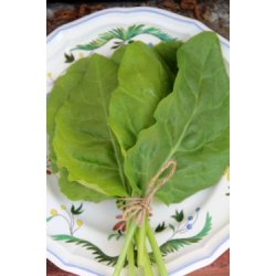 Mangold VERDE DA TAGLIO - ERBETTE  