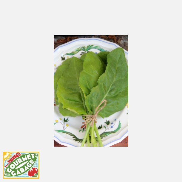 Mangold VERDE DA TAGLIO - ERBETTE  