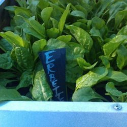 Mangold VERDE DA TAGLIO - ERBETTE  