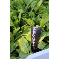 Mangold VERDE DA TAGLIO - ERBETTE  