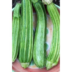 Zucchini FIORENTINO (Franchi)