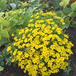 I fiori dello chef - blomstermix av �tliga blommor