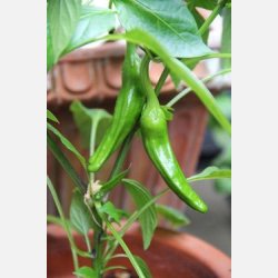 Peperone FRIARIELLO (Friggitelli) 