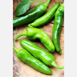 Peperone FRIARIELLO (Friggitelli) 