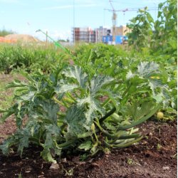 Zucchini Alberello di Sarzana - STORPACK - 45 frer