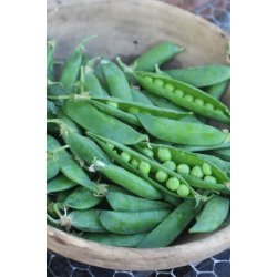 rta Piccolo Provenzale - STORPACK