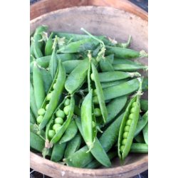 rta Piccolo Provenzale - STORPACK