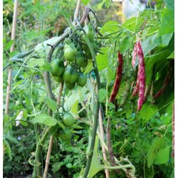 BORLOTTO LAMON (Franchi)