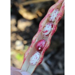 BORLOTTO LAMON (Franchi)