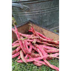 BORLOTTO LAMON (Franchi)