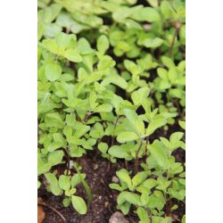 MEJRAM - Maggiorana gentile 