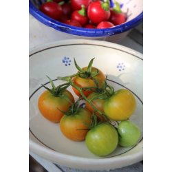 Tomat PONDEROSA - vintertomat 