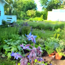 I fiori dello chef - blomstermix av �tliga blommor