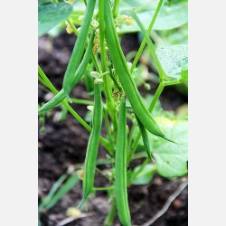 B�na SLENDERETTE - Ekologiska fr�er (Franchi)