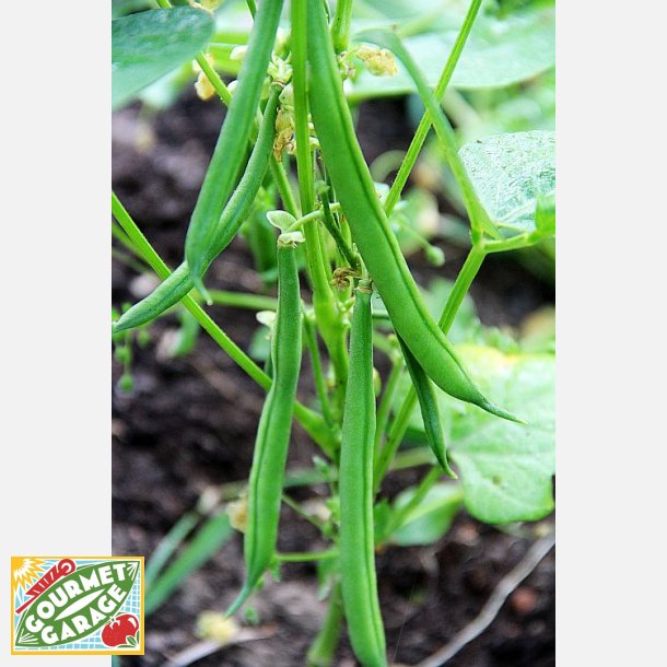 B�na SLENDERETTE - Ekologiska fr�er (Franchi)