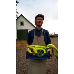 Zucchetta Tromba d'Albenga (Trombocino) - STORPACK