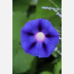 Ipomea - Blomman fr dagen - en mix av olika sorters vackra frger!