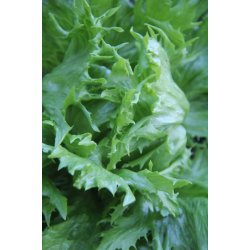 Sallat Regina delle Ghiacciole 