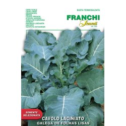 Bladkl portugisisk - Galega de folhas lisas