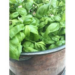 Basilika ITALIKO  - (Italiano classico)