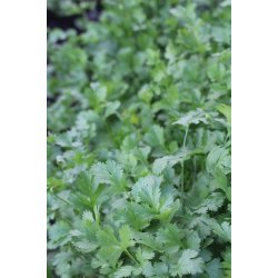 KORIANDER (Coriandolo)