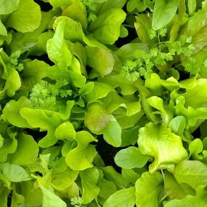 Fr�band MESCLUN NI�OIS - Ekologiska fr�er