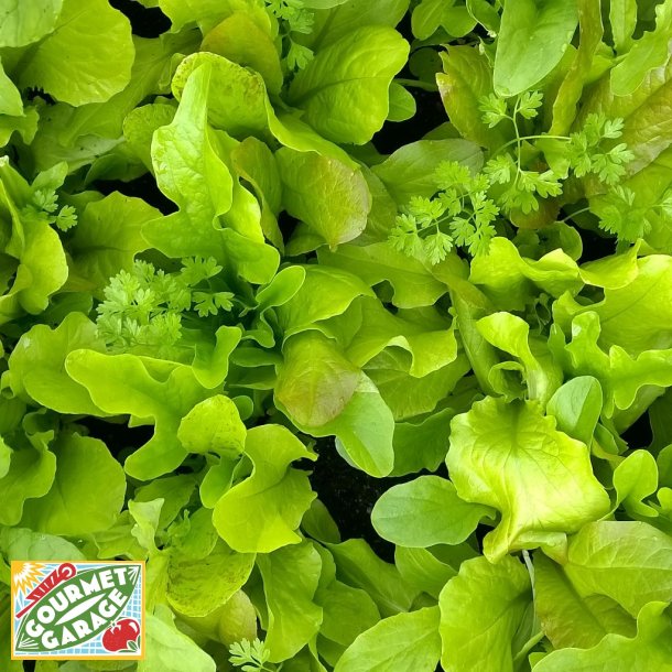 Fr�band MESCLUN NI�OIS - Ekologiska fr�er