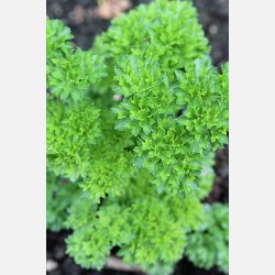 Kruspersilja RICCIO MUSCHIATO 2