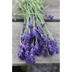 Lavendel Vera - kta lavendel - STORPACK