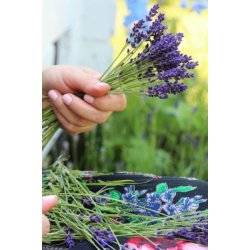 Lavendel Vera - kta lavendel - STORPACK